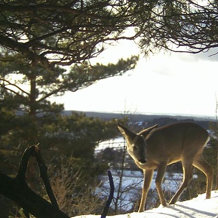 Villa Jura Pokoje Goscinne Zarki Eksteriør bilde