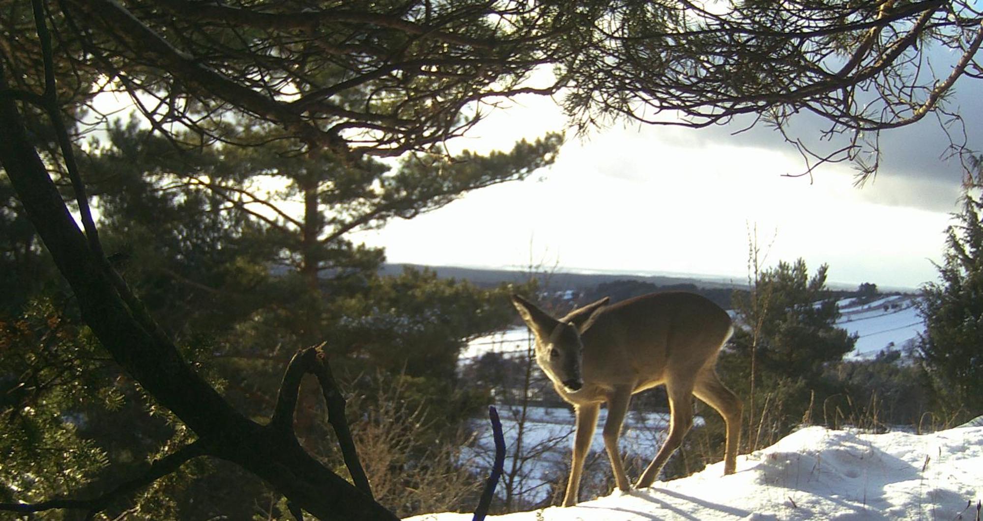 Villa Jura Pokoje Goscinne Zarki Eksteriør bilde